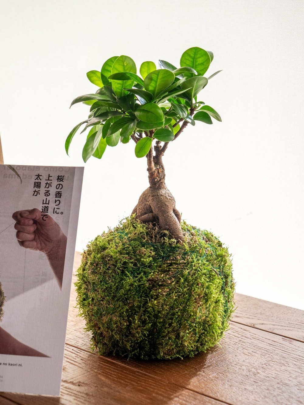 Kit kokedama - ficus