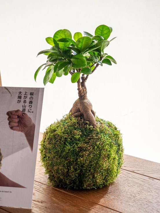 Kit kokedama - ficus