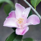 Camellia 'minato-no-akebono': pot 7.5l