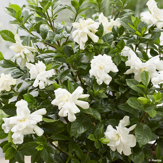 Gardénia, jasmin du cap 'double diamonds' pot de 3l/4l