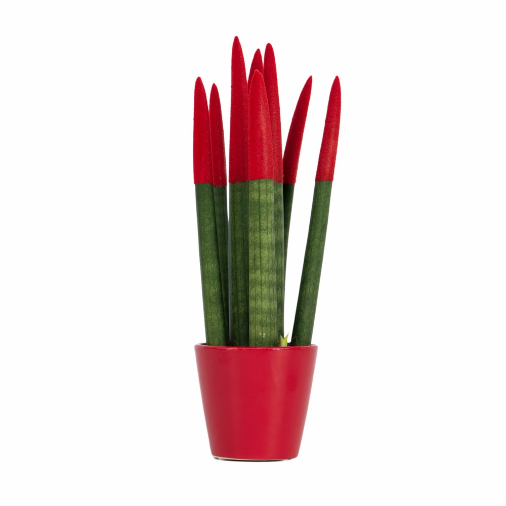 Sansevieria cylindrique - hauteur 20-40cm - pot 9cm