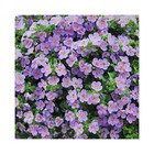 Fleur de flocon de neige - violet - sutera diffusa - 11cm - lot de 3 plantes