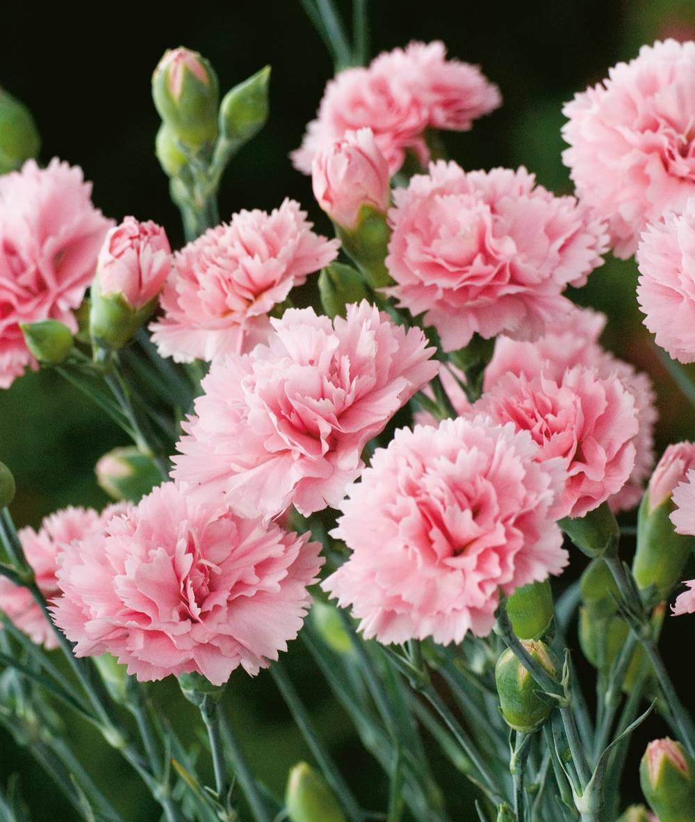 Oeillet valda wyatt plante vivace - 3 godets