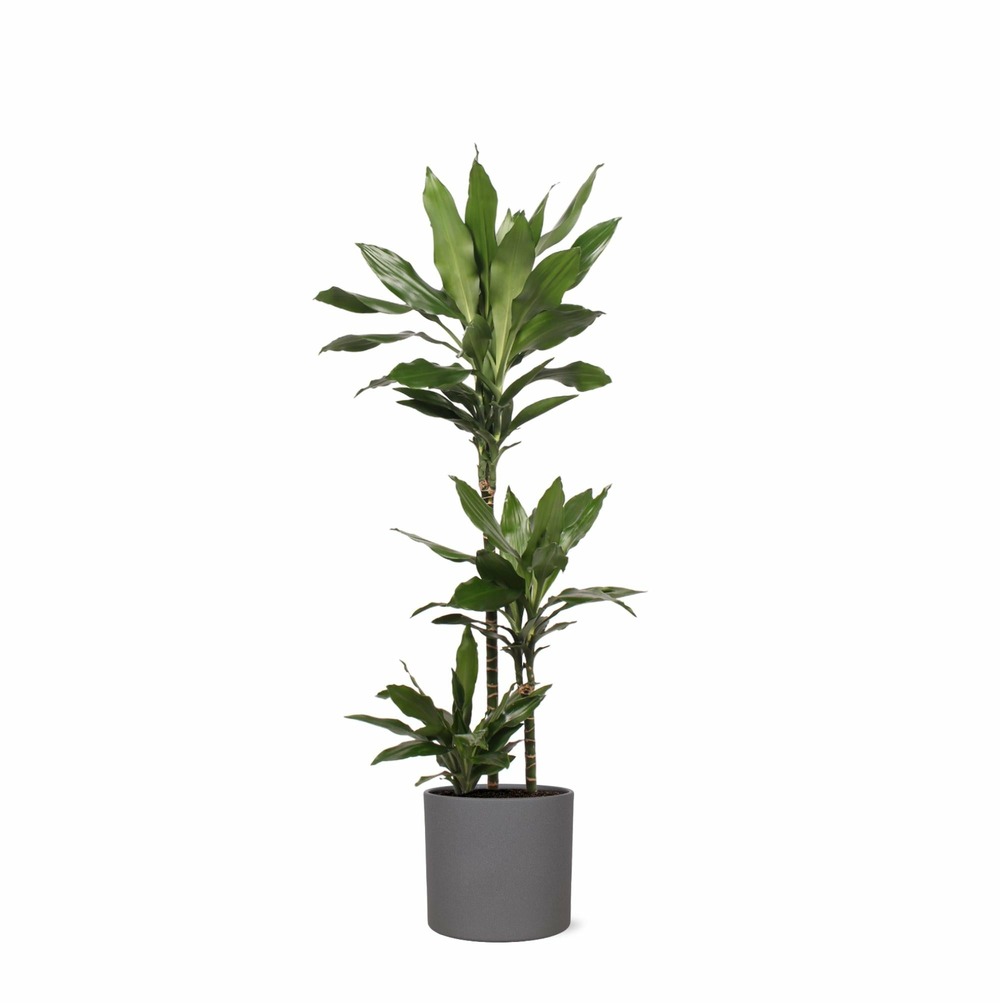 Dracaena janet lind et son pot anthracite - hauteur 24cm