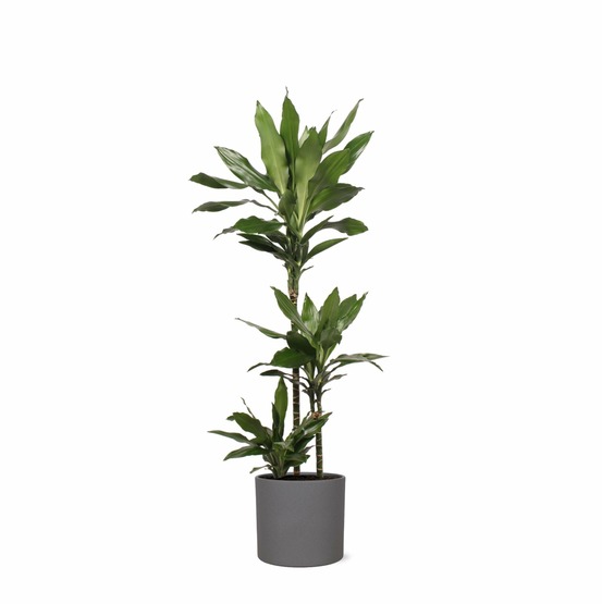 Dracaena janet lind et son pot anthracite - hauteur 24cm