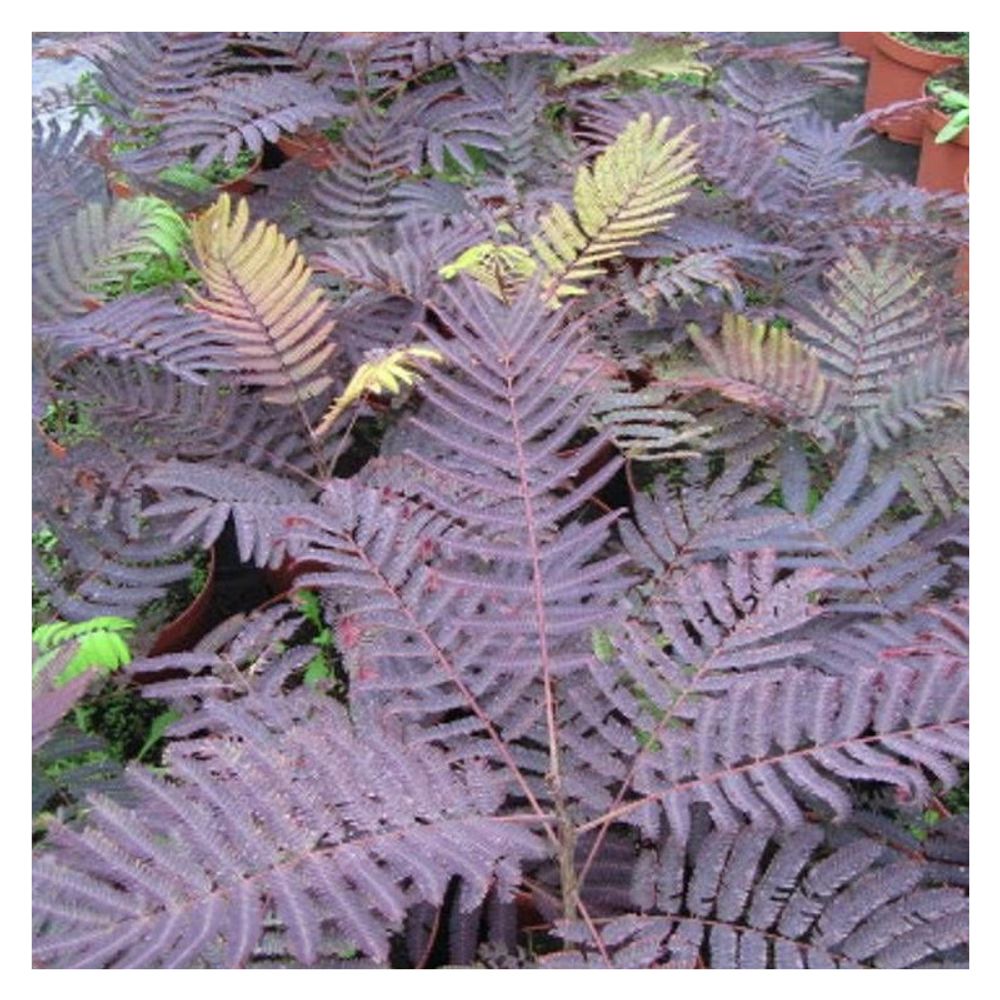 Arbre à soie summer chocolate, albizia pot de 15l - 100/150 cm
