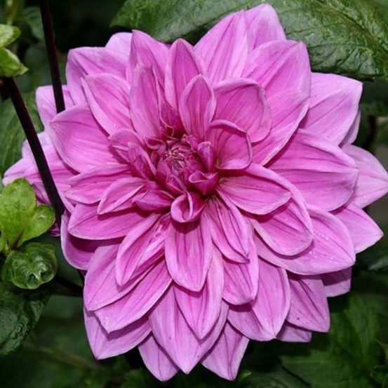 Dahlia 'babylon rose' bulbe calibre i