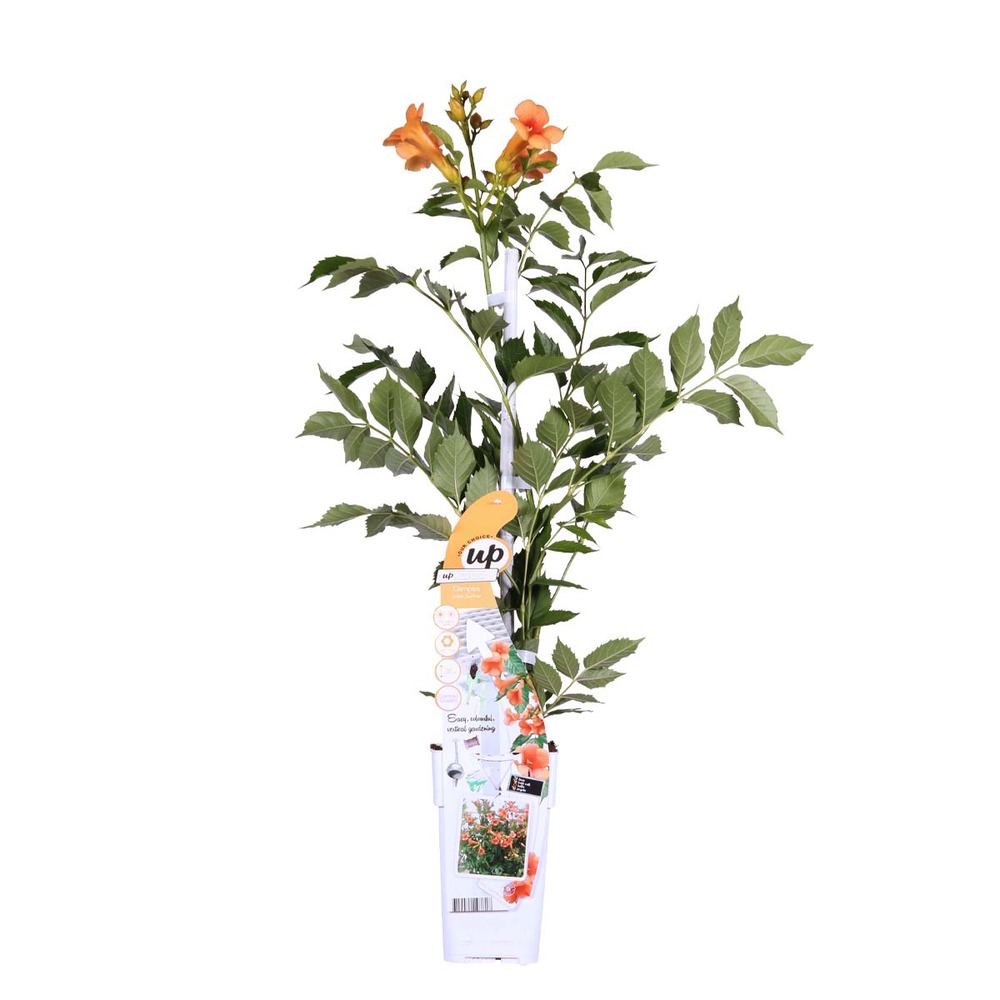 Campsis radicans 'galen' - bignone orange - grimpante - 50-70 cm de haut - pot 15 cm
