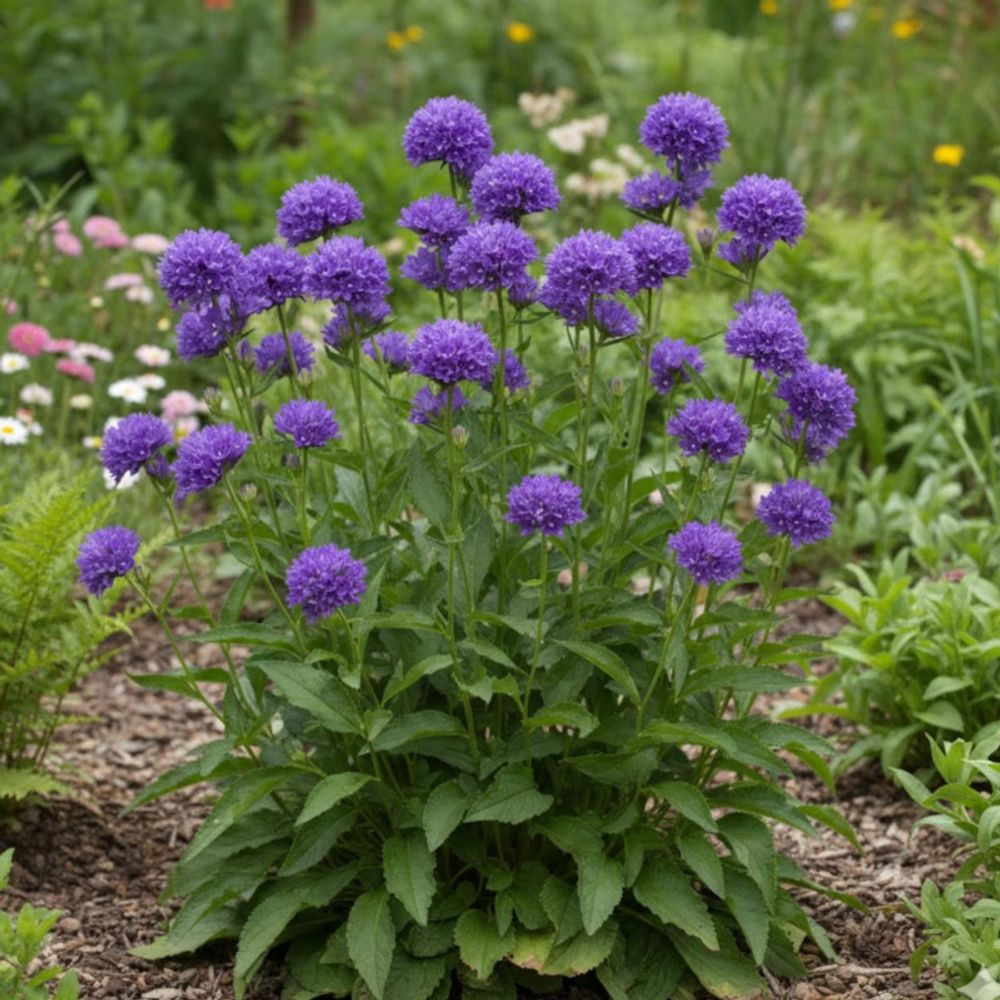 Campanule agglomérée speciosa, campanule glomerata lot de 9 godets