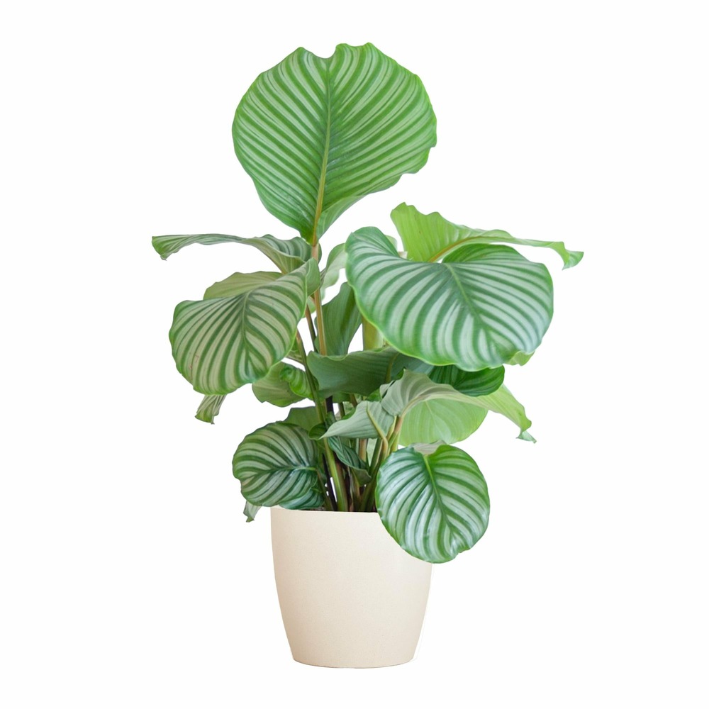 Calathea orbifolia et son pot blanc - hauteur 65cm