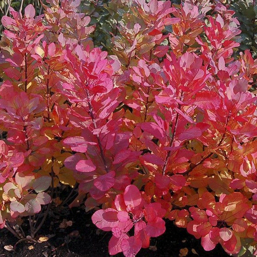 Arbre à perruque 'old fashioned' pot de 3l/4l