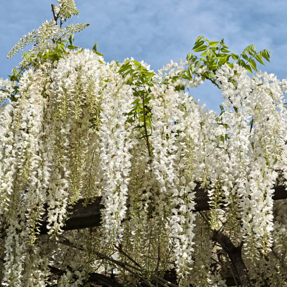 Glycine - wisteria sinensis alba 70cm