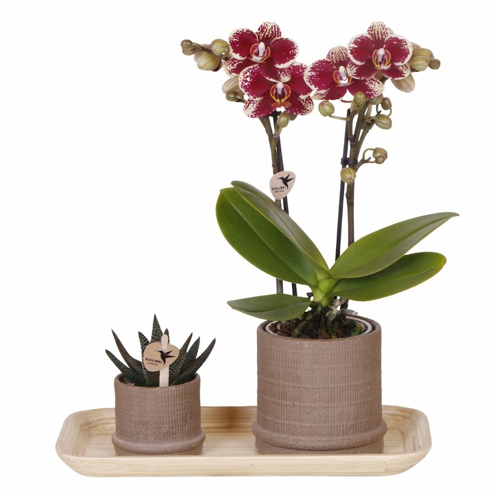 Coffret cadeau orchidée 'cocktail s' - phalaenopsis - hauteur 30cm