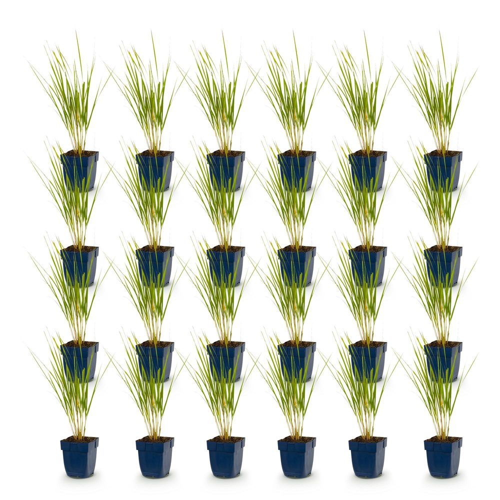 Calamagrostide 'karl foerster' - lot de 24 - pot 11 cm - hauteur 25 cm - plante d'extérieur
