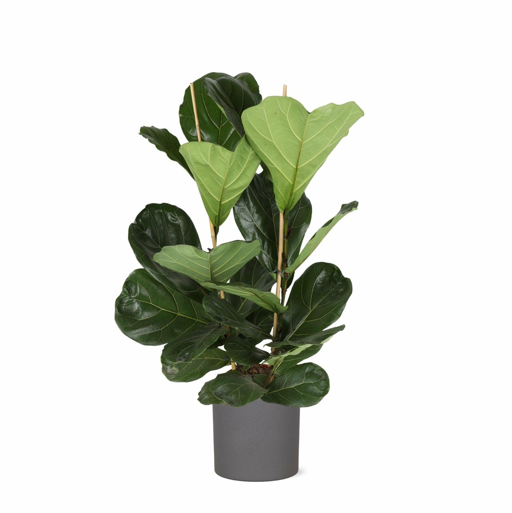 Ficus lyrata et son pot anthracite - hauteur 120cm