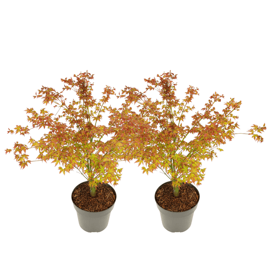 Érable du japon - set de 2 - acer palmatum 'little princess' - h45-55cm - ⌀19cm