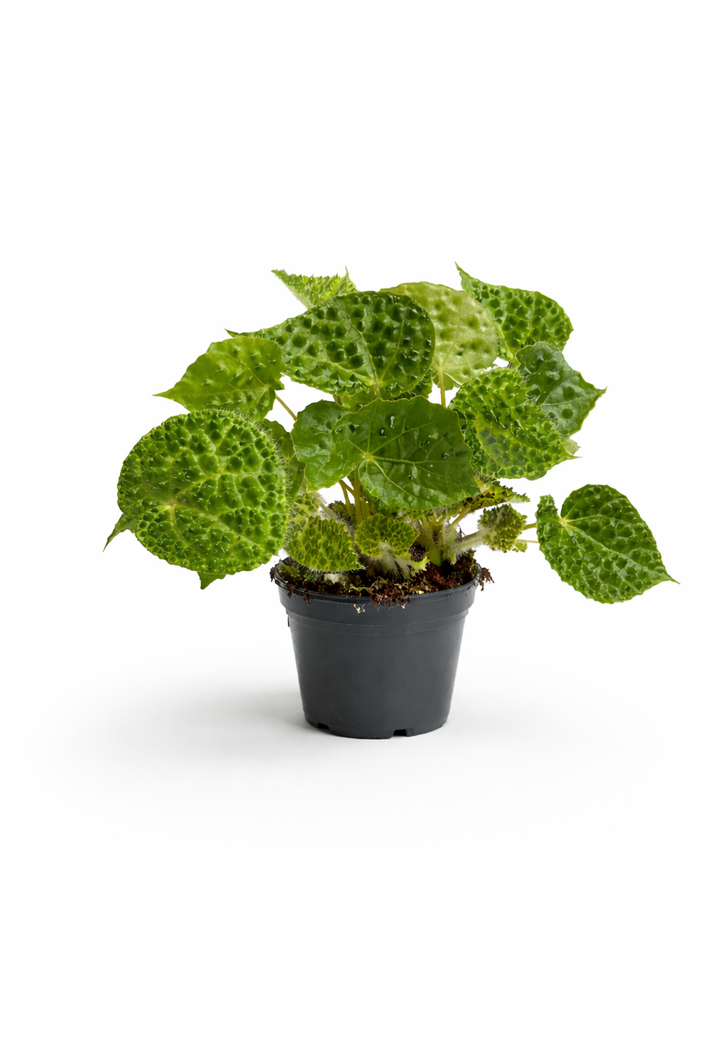 Begonia rex ferox green - pot ø12cm - H. 25cm - Plante d'intérieur