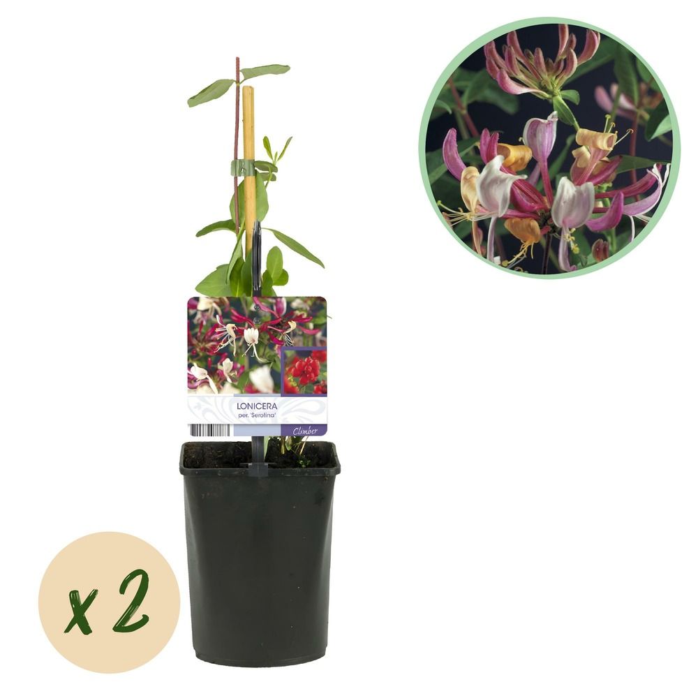 Chèvrefeuille 'serotina' - pot 11 cm - hauteur 40 cm