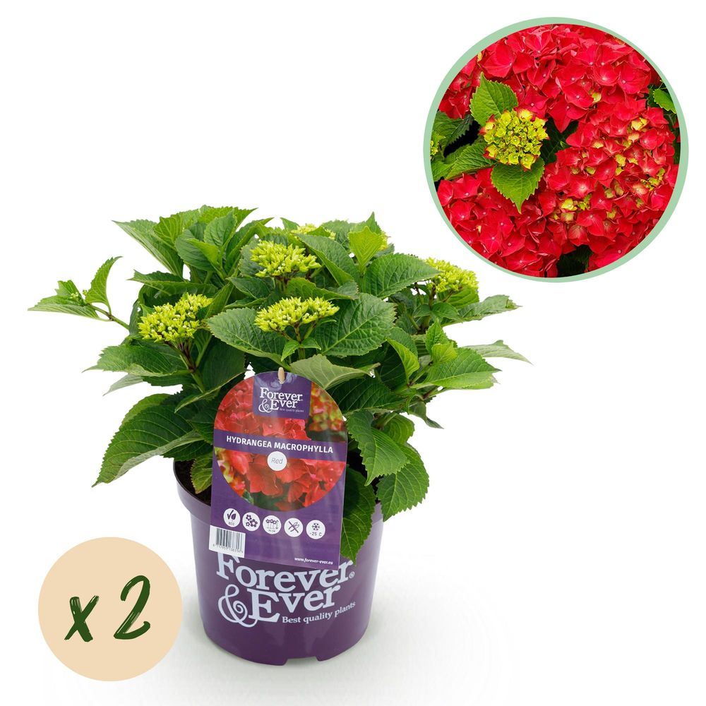 Hortensia forever ever - lot de 2 - pot 23 cm - hauteur 55 cm
