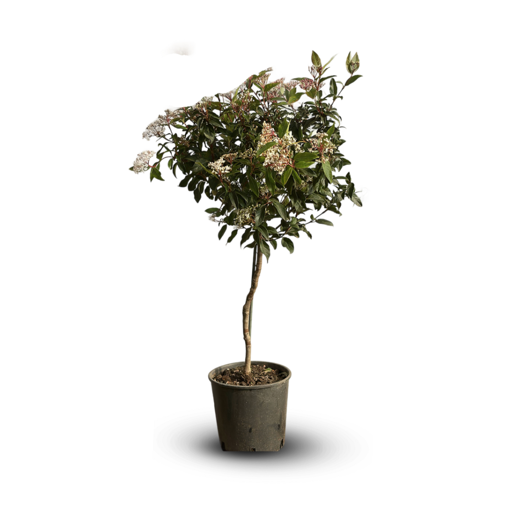Laurier tin tige - viburnum tinus - ↕ 90-100 cm - ⌀ 22 cm - plante d'extérieur