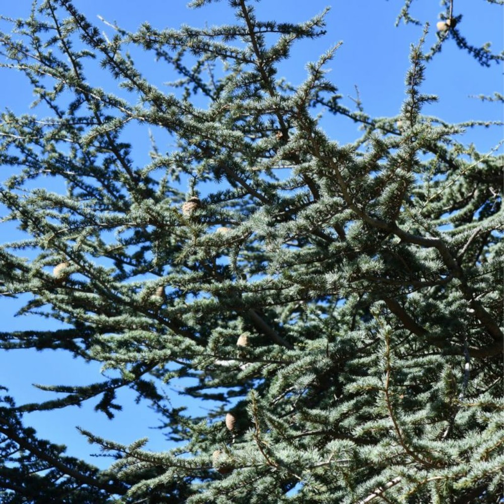 Cèdre du liban 'horstmanns silberspitz' pot 8l 35/40cm - cedrus libani horstmanns silberspitz