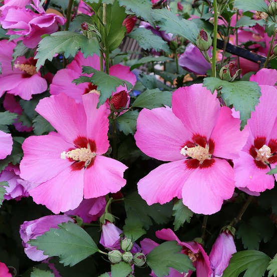 Hibiscus flower tower ruby ® - le pot / ø 9cm, vendu par lot de 4