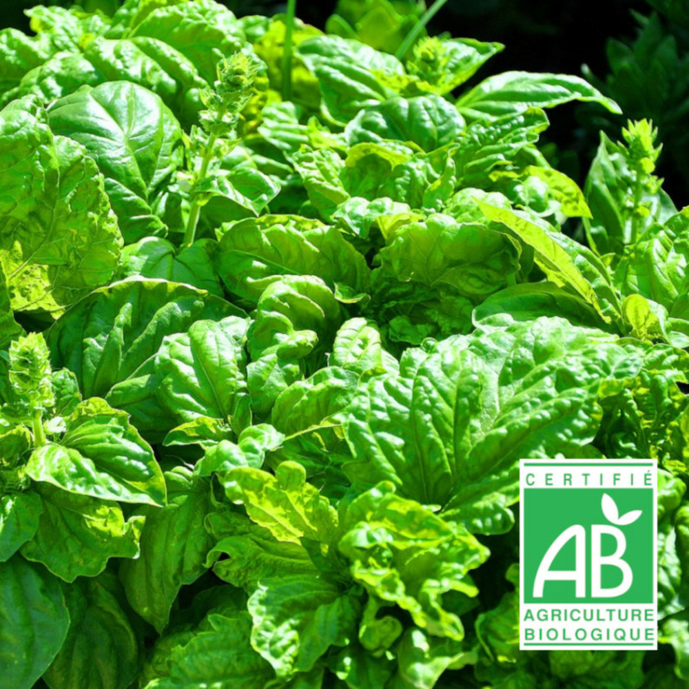 Graines de basilic genovese - sans traitement - vilmorin sachet