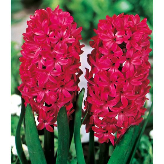 Jacinthe jan bos - 3 bulbes
