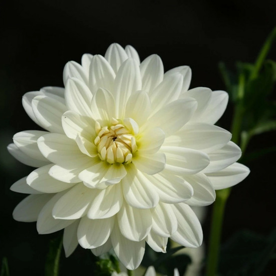 Plant de dahlia buisson montreuil pot de 1 litre