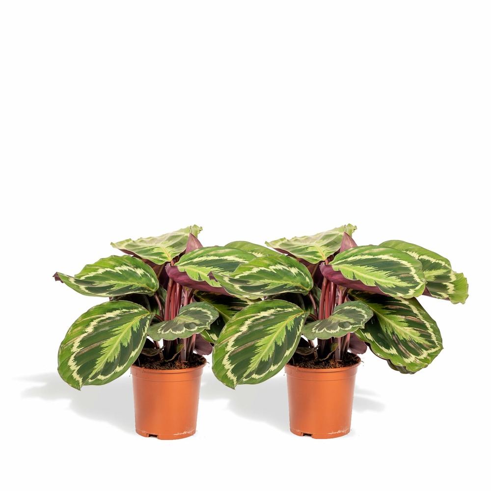 Calathea médaillon duo - plantes d'intérieur