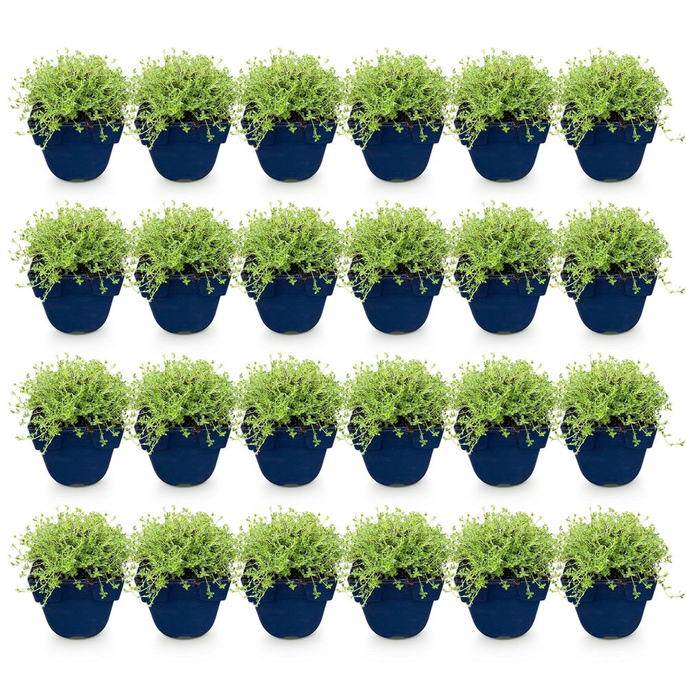 Thym 'albiflorus' - lot de 24 - pot 11 cm - hauteur 25 cm - plante d'extérieur