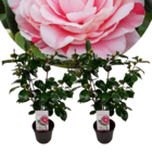 Camellia japonica "bonomiana" - set de 2 - rose japonaise - plante de camélia résistante au froid - pot 15cm - hauteur 50-60cm