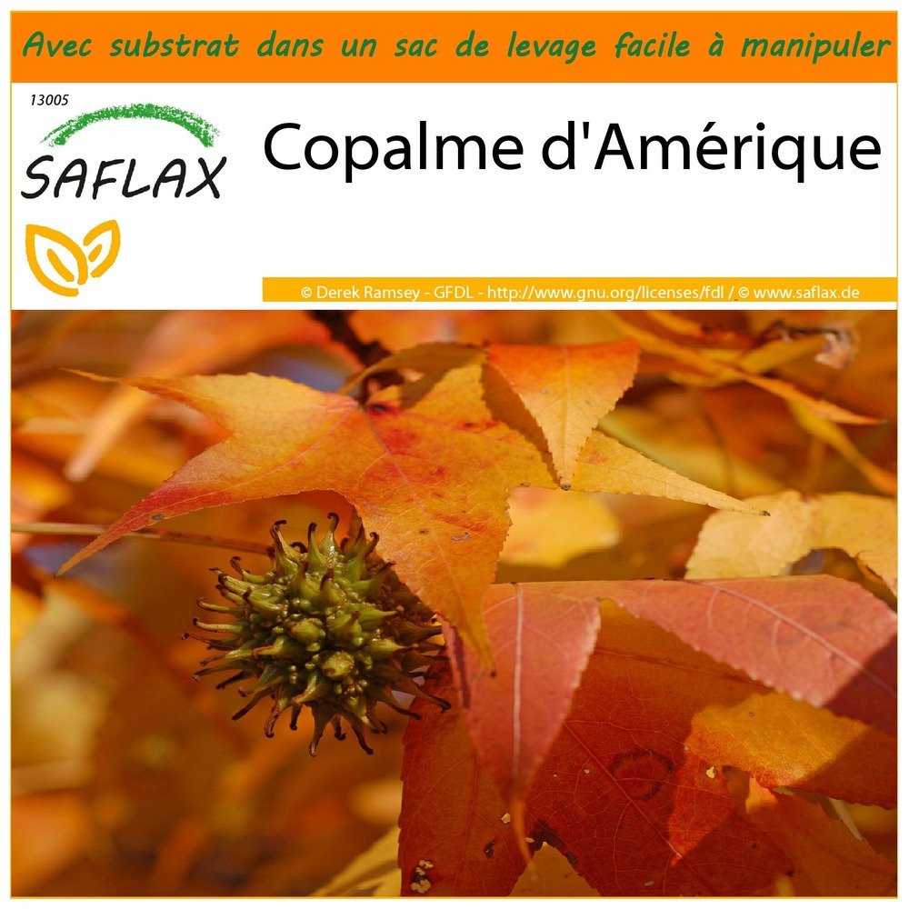 Garden in the bag - copalme d'amérique - 100 graines - liquidamber styraciflua