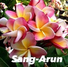 Plumeria rubra "sang arun" (frangipanier) taille pot de 2 litres ? 20/30 cm -   blanc/jaune/rose