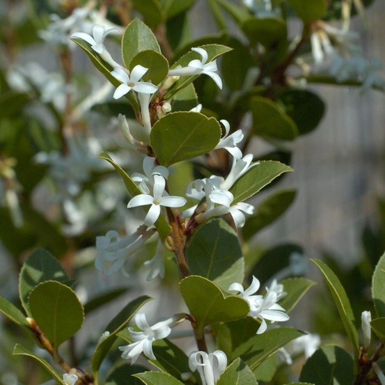 Osmanthe de delavay 'heaven scent' pot de 3l/4l