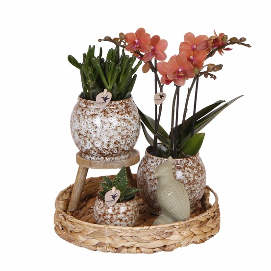 Coffret untamed nature : orchidée phalaenopsis et plantes succulentes