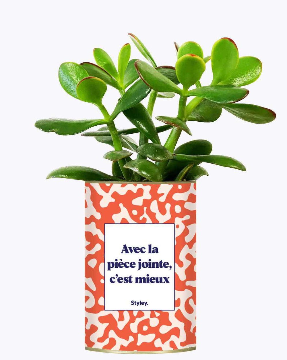 Plante facile à entretenir - avec la pièce jointe - cactus