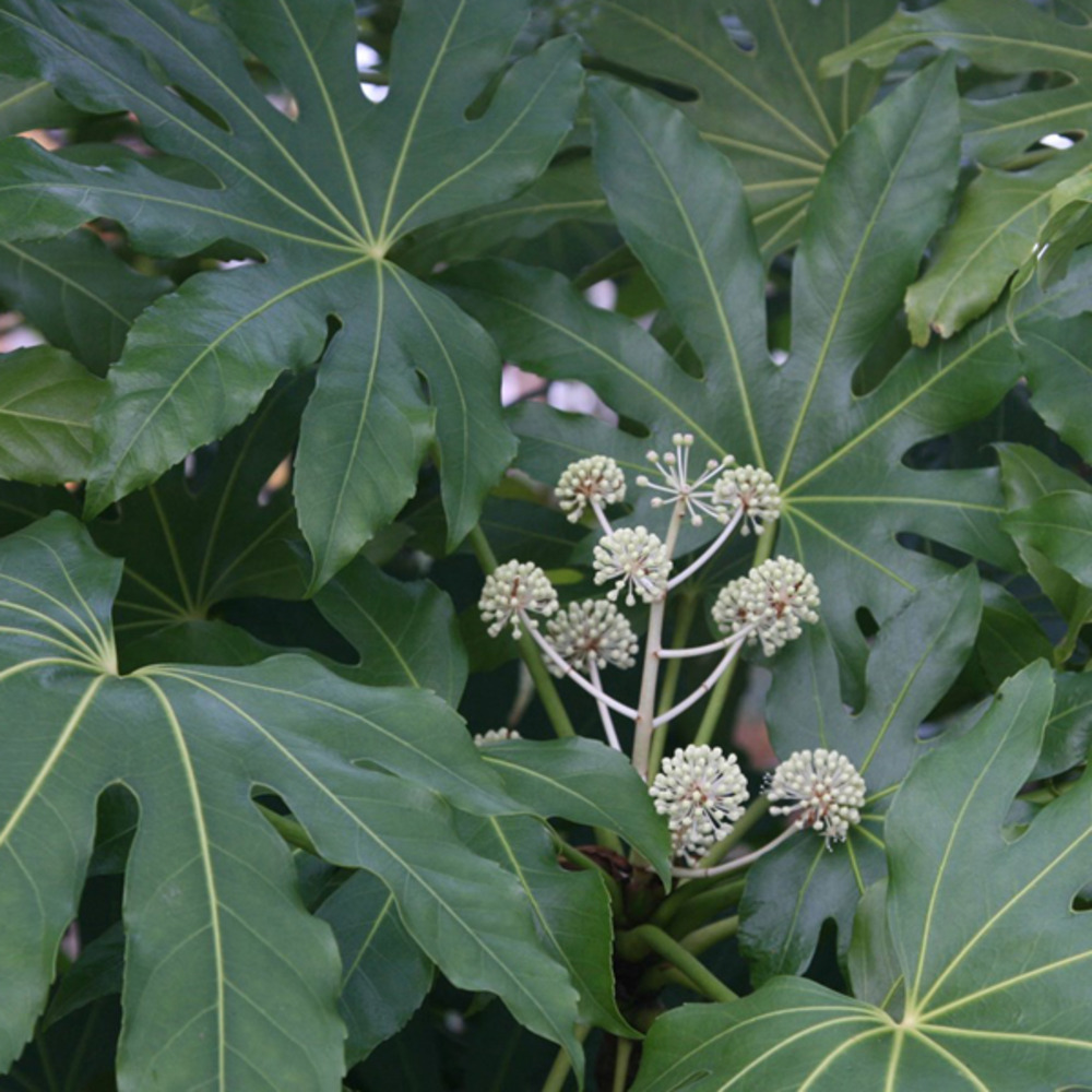 2 x fatsia du japon - fatsia japonica  - 40-60 cm pot