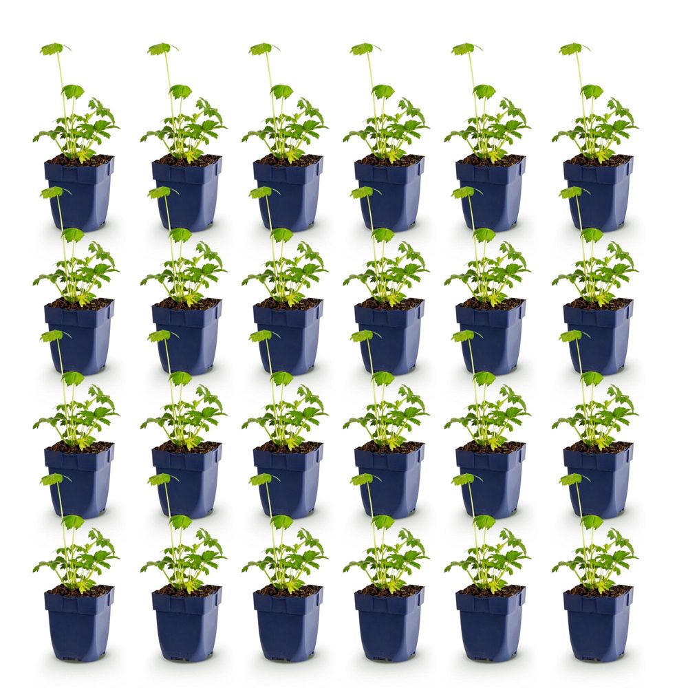 Astrance - lot de 24 - pot 11 cm - hauteur 25 cm - plante d'extérieur