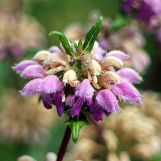 Sauge de jérusalem purpurea ssp. Caballeroi lot de 3 godets