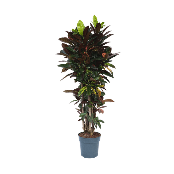Croton - codiaeum variegatum 'mrs. Iceton' - hauteur 140-150cm - ⌀31cm