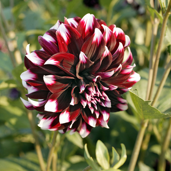 Dahlia géant décoratif 'contraste' bulbe calibre i