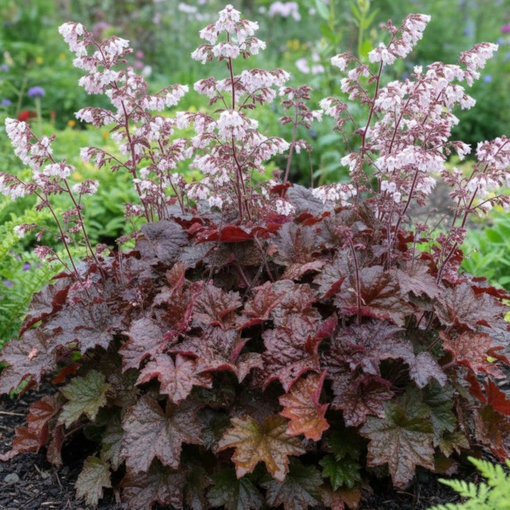 Heuchere palace purple lot de 5 godets