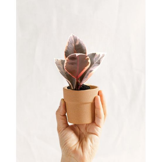 Mini ficus tineke 15cm - plante d'intérieur