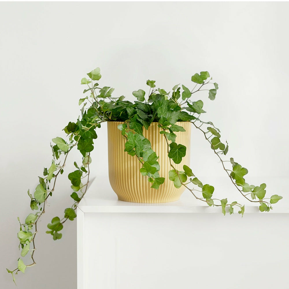 Lierre commun wonder - le pot / ø 24cm / hauteur livrée 80-85cm/ plante suspendue