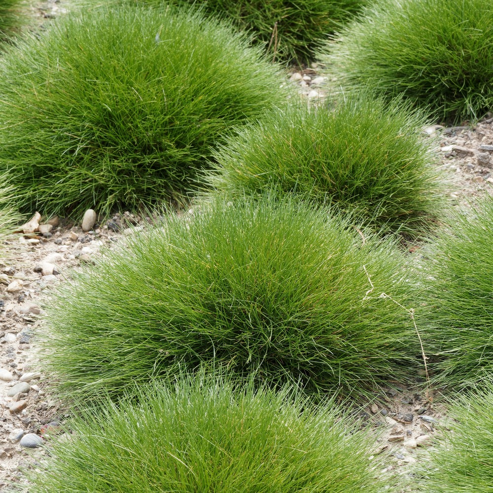 Fétuque crin d'ours - le pot / ø 9cm, vendu par lot de 4