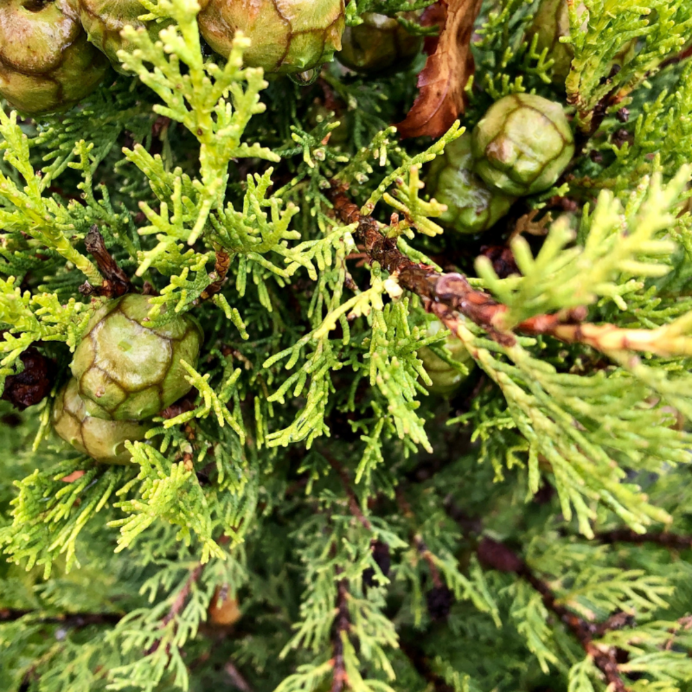 Cyprès de provence totem - cupressus sempervirens totem 60/80cm pot 3l
