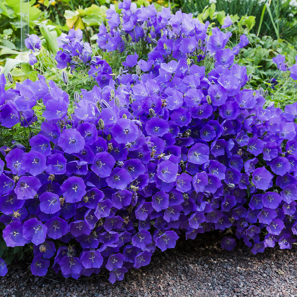 Lot de 6 - campanula carpatica blue clips - campanule - h. 10-20 cm