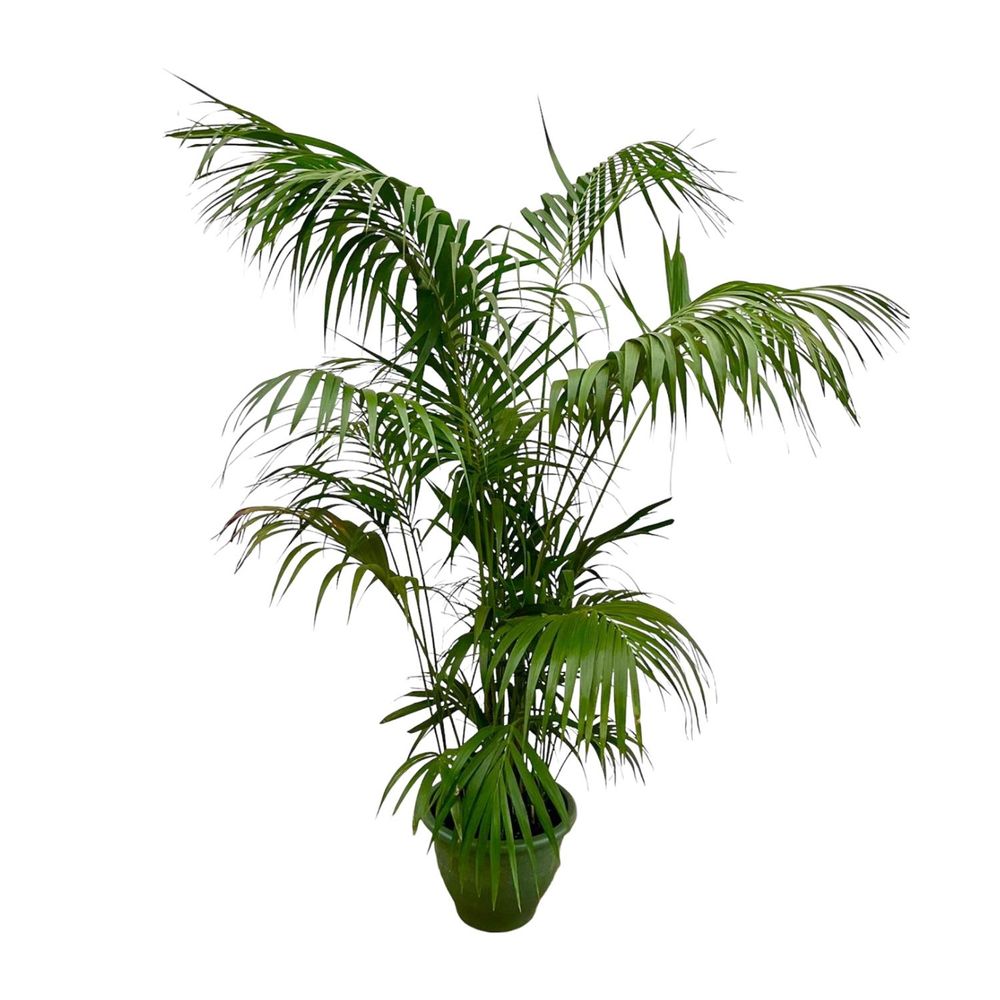 Kentia palm - plantes d'intérieur