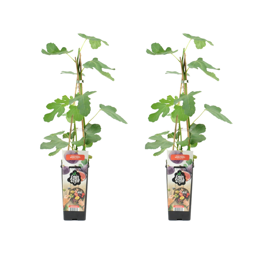2x ficus carica 'brown turkey' - figuier - arbres fruitiers - ⌀14 cm - hauteur 60-70cm